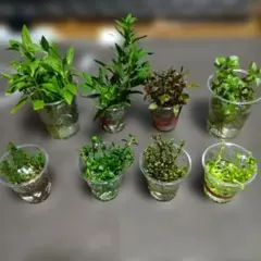 水草 8種 水上葉 各種枝5本（合計40本+補償分）セットのサムネイル