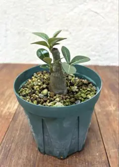 塊根植物　アデニウム　アラビカムのサムネイル