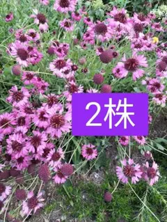 2026年最新】苗の人気アイテム - メルカリ