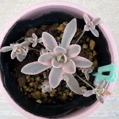 数量限定♡子持ち蓮華錦 鏡花 カット苗 多肉植物 数量限定♡子持ち蓮華錦 鏡花 カット苗 多肉植物