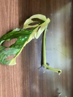マドカズラ斑入り　水差しの茎１本　発根済み②のサムネイル