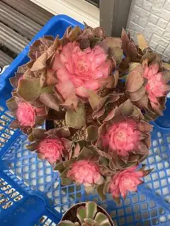 ☆lucia☆様 リクエスト 2点 まとめ商品