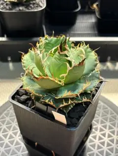 チタノタシーザー　台湾lize産　凱薩 大株 アガベ・チタノタ シーザー（凱撒）中-019｜agave titanota
