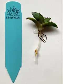 や*ん様 ジェレミー産 Hidden Agave アガベ チタノタ ネプチューン