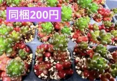 Kiko.様 リクエスト 3点 まとめ商品