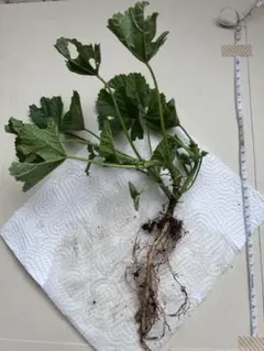 (けいさん様専用)ウスベニアオイ　抜き苗