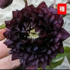 2026年最新】広瀬園芸の人気アイテム - メルカリ