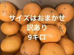 和歌山県産八朔のサムネイル