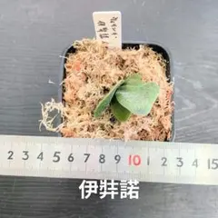 ビカク好きです❗様 リクエスト 2点 まとめ商品