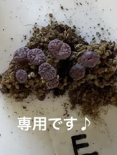 むしぱん様専用Eのかたまり