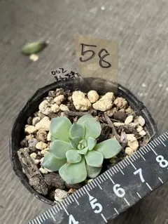 2025年最新】ミックスベリアの人気アイテム - メルカリ