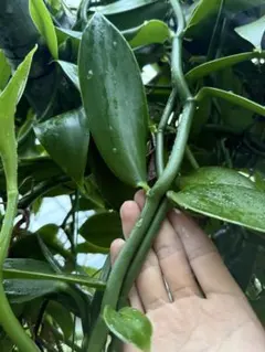 794〓希少Plinia aureana 'BrancaRajada' 人気種 - メルカリ