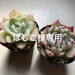 ほしこ様 リクエスト 2点 まとめ商品