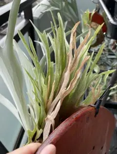 オリジナル Veitchii Auburn  ベイチーAR oc オリジナル Veitchii Auburn River ベイチーAR oc