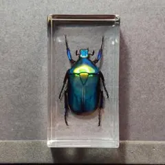 2025年最新】カナブン標本の人気アイテム - メルカリ