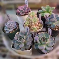 エケベリア７鉢セット多肉植物