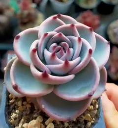 d*8様 まどか　円　ミックスベリア　おらいさん　土付き発送　多肉