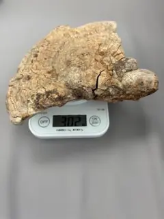 天然サルノコシカケ 置物 標本 - メルカリ