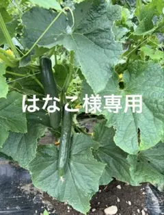 はなこさま専用