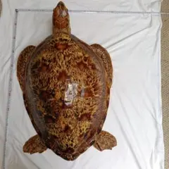 アオウミガメ剥製のサムネイル