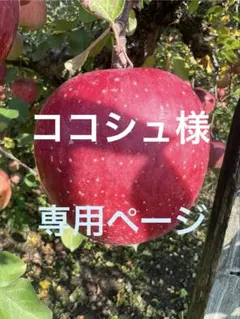 ココシュ様専用ページ　山形県朝日町和合平　サンふじ