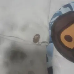 A Bathing Ape WGM シャークTシャツ