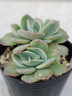 2026年最新】夕波 多肉の人気アイテム - メルカリ