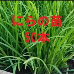 3年以上の株分け　ニラ　韮菜苗　栽培期間中農薬不使用