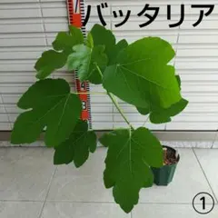 ①◆イチジク苗木◆【バッタリア①】《6月13日撮影》親木写真・結実実績ありのサムネイル