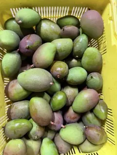 青マンゴー 30g〜80g 8kg 摘果マンゴー - メルカリ