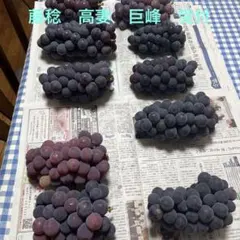 かっじょ様専用 クール便 岡山ピオーネ きれいな家庭用2キロ×2箱