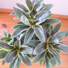 2025年最新】ドラセナ コンパクタ 斑入りの人気アイテム - メルカリ