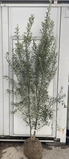 現品》オリーブの木 ミッション 樹高2.2m（根鉢含まず）09《鉢植え 