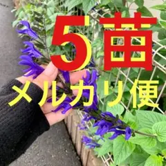 2026年最新】サルビア ガラニチカの人気アイテム - メルカリ