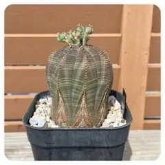 2025年最新】ユーフォルビア・オベサの人気アイテム - メルカリ