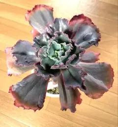 多肉植物　韓国苗　大型エケベリア