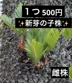 蘇轍　ソテツ　未発根 蘇轍 ソテツ 未発根 子株3個セット - メルカリ