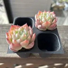 ちぃ様 リクエスト 3点 まとめ商品