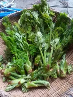 天然　 山菜 たらの芽のサムネイル