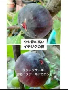 お話中です！　やや背の高いイチジクの苗　ブラックケーキ（ヌアールドカロン） 2026年最新】ヌアールドカロンの人気アイテム - メルカリ