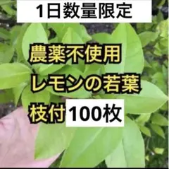 農薬不使用　レモンの若葉　枝付100枚