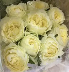 Whitby Abbey 激レアバラ 新品種 人気薔薇 切り花 メルカリ便 - メルカリ
