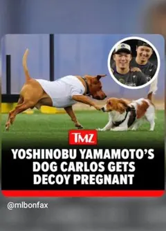 2025 デコピンor カルロス(由伸愛犬) ★271 英語翻訳は下に