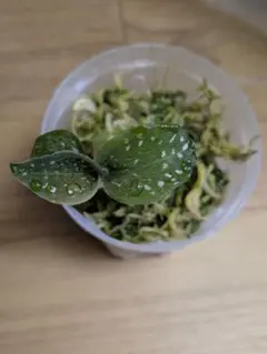 2026年最新】microchilus tridaxの人気アイテム - メルカリ