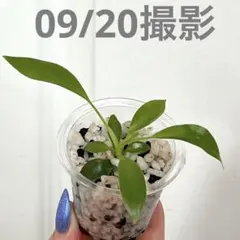 2025年最新】フィロデンドロン ジョーピーの人気アイテム - メルカリ