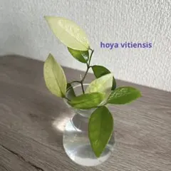 2025年最新】希少なホヤ植物の人気アイテム - メルカリ