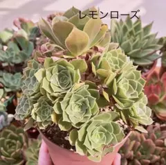 多肉☆カット☆アエオニウム ☆レモンローズ☆1カット☆青印
