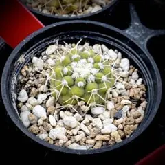 コルムナアルバ 実生 鉢植えメルカリ便送料込み 2025年最新】コルムナアルバの人気アイテム - メルカリ