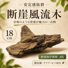 《No.427》流木　アク抜き済み　昆虫類・爬虫類・パルダリウムのサムネイル