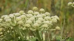 【山野草】ハマボウフウ（浜防風）・花付きのサムネイル